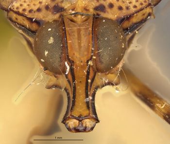 Media type: image;   Entomology 22250 Aspect: head frontal view